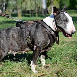 Коричневая шлея из кожи для бультерьера «Working Dog»